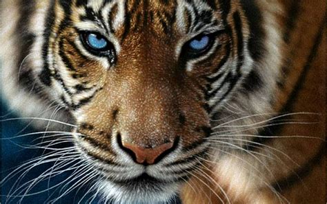 olho de tigre